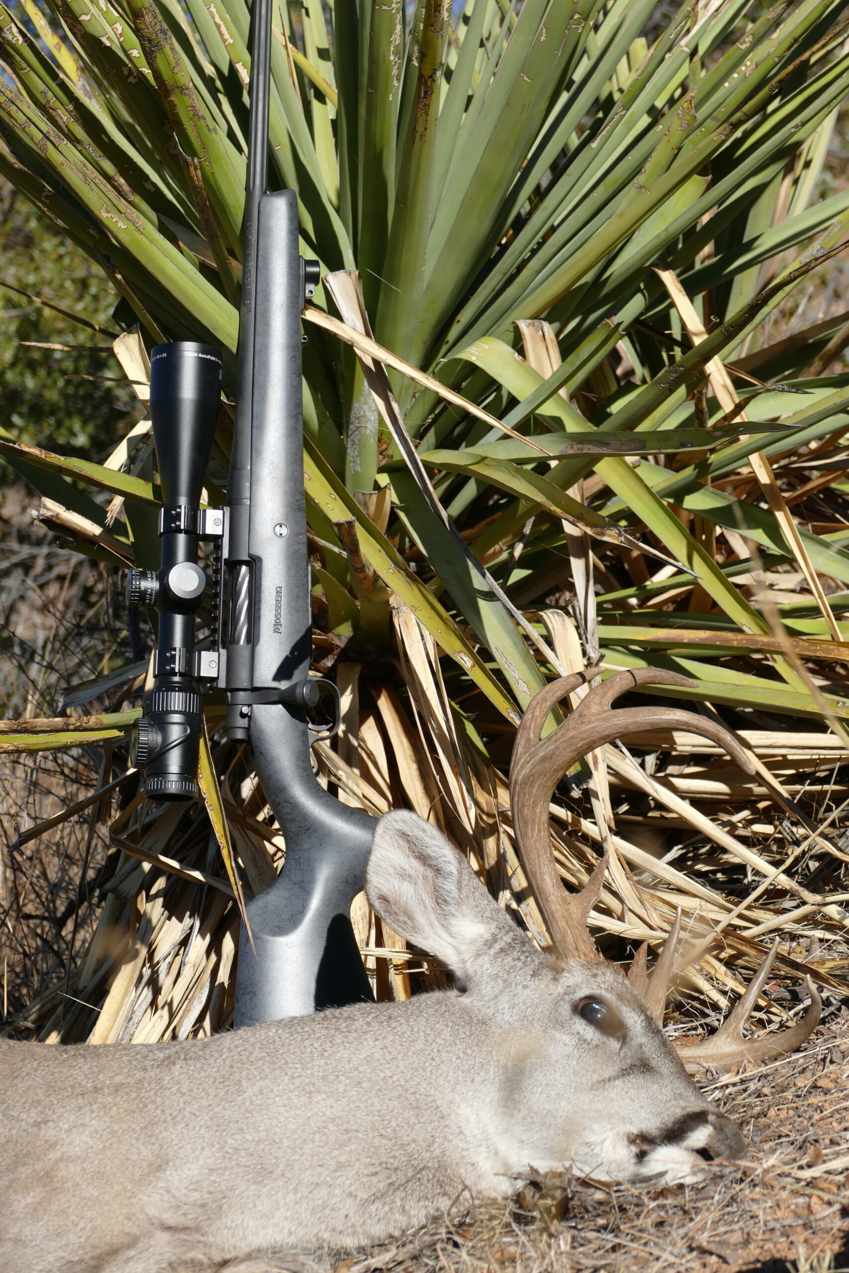 coues deer
