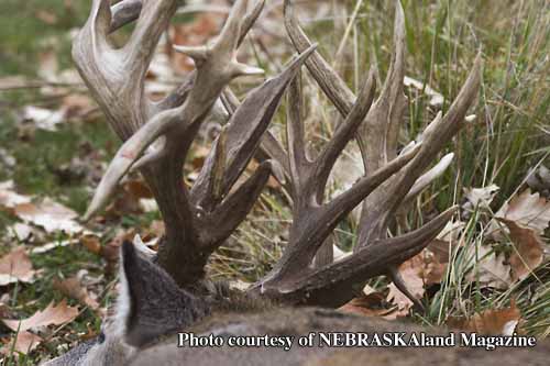 O'Brien%20buck-Deer%20&%20Deer%20Hunting