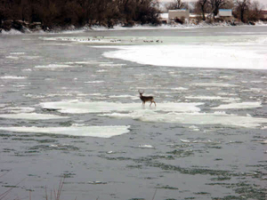 WHITETAIL_BUCK_ON_THE_ICE_08_002.jpg