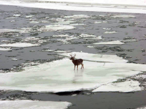 WHITETAIL_BUCK_ON_THE_ICE_08_005.jpg