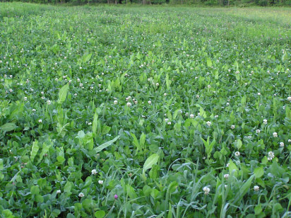 chicory.jpg