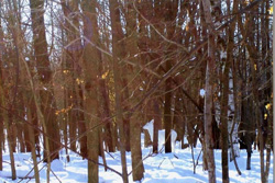 image0011.jpg