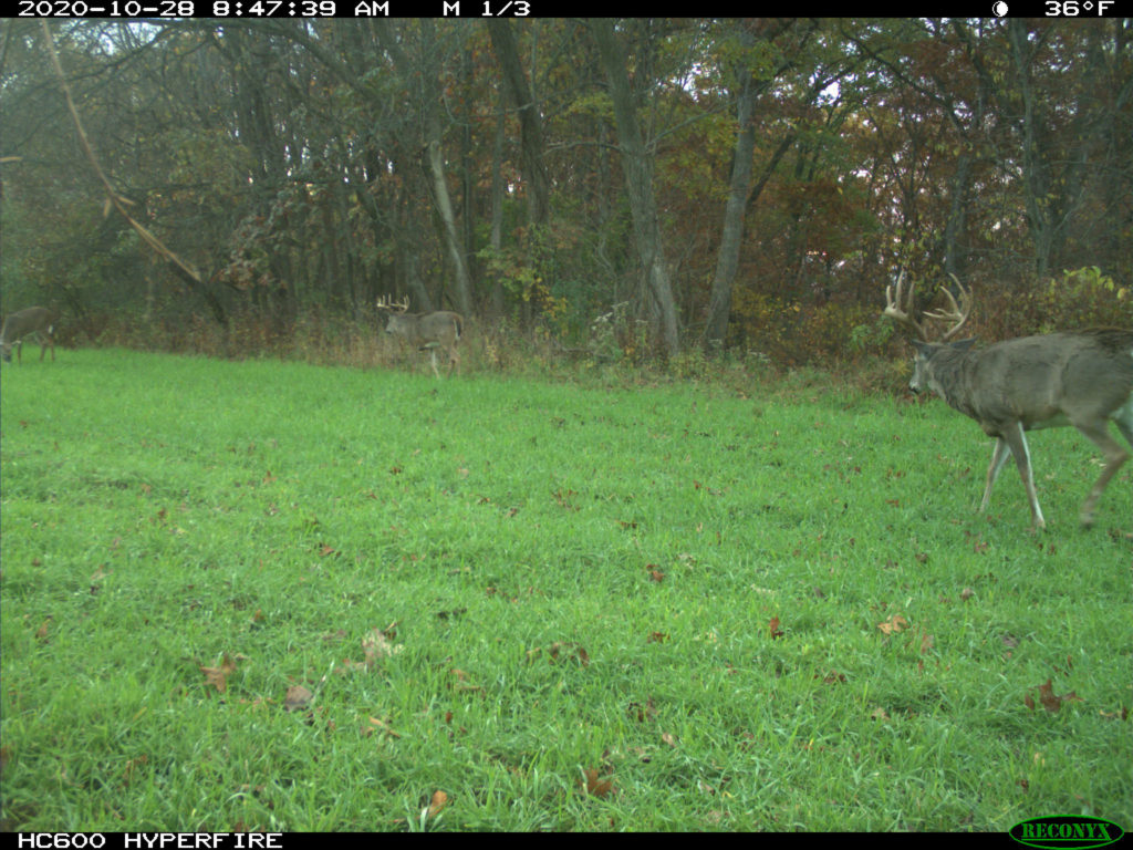 Rut Patterns