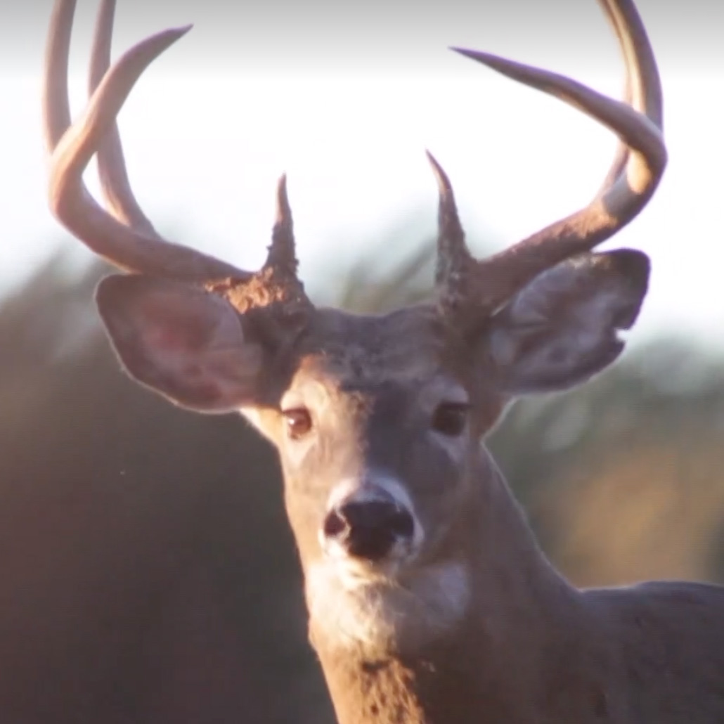 deer scouting