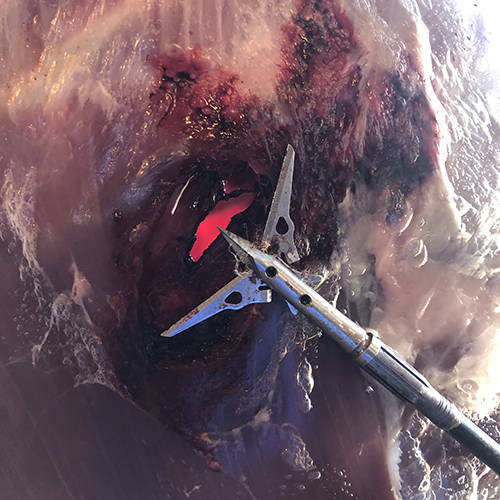 SEVR Broadheads