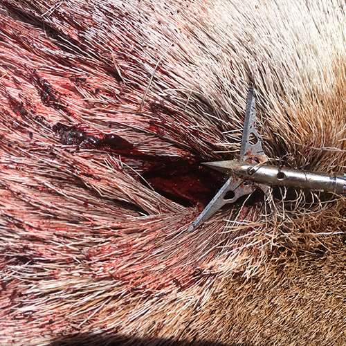 SEVR Broadheads