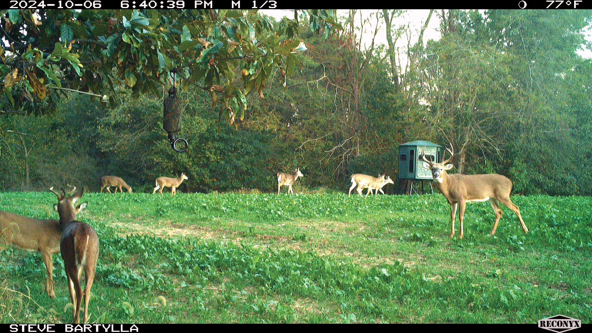 How to Get an Accurate Inventory of Mature Bucks