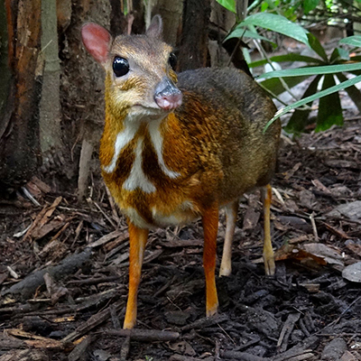 silver-backed chevrotain