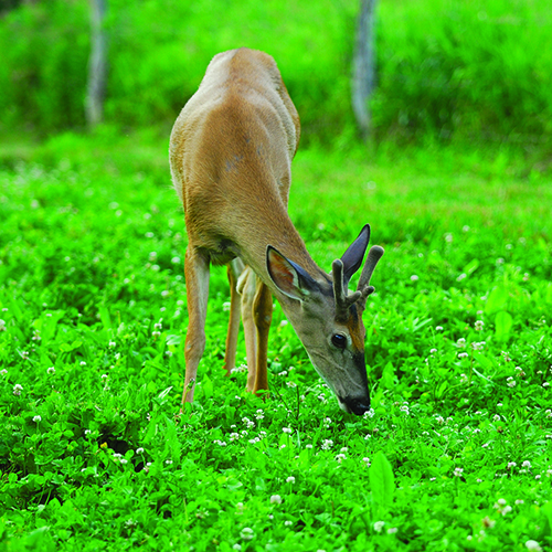 grow bigger bucks
