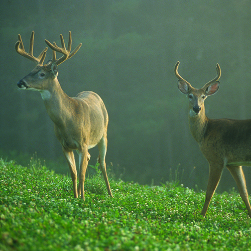 grow bigger bucks
