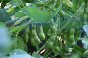 Soybeans are a great source of nutrition for white-tailed deer. But if you're growing for an agriculture money crop, you may need to wait until you can 'pull down your trousers and sit in the dirt for a minute.'