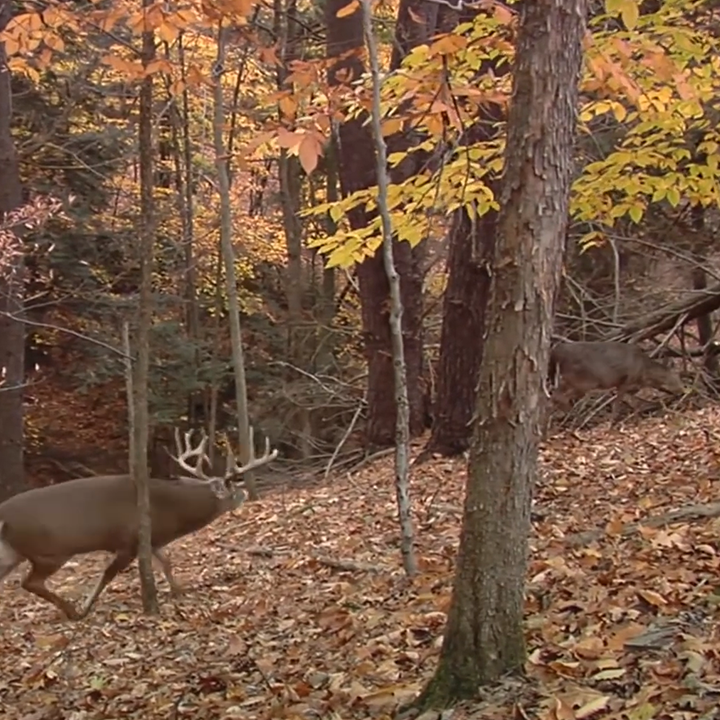 The Best Time to Hunt the Rut