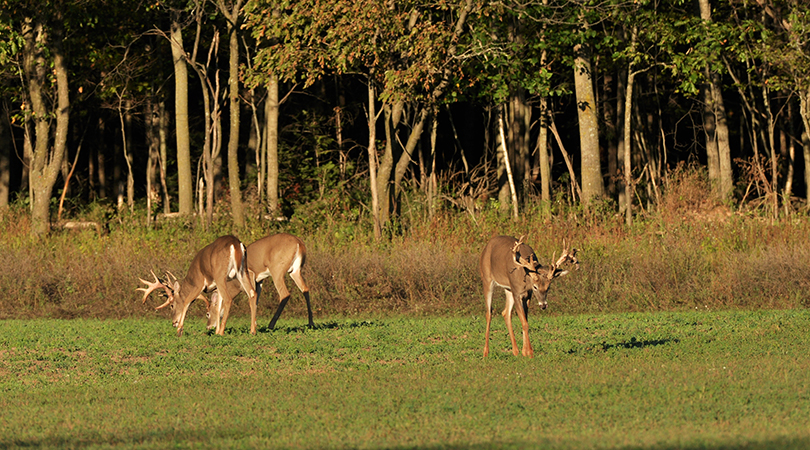 food plot