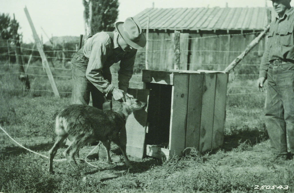 The Facts and Fallacies of Historical Whitetail Translocations