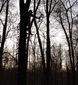 tree stand safety