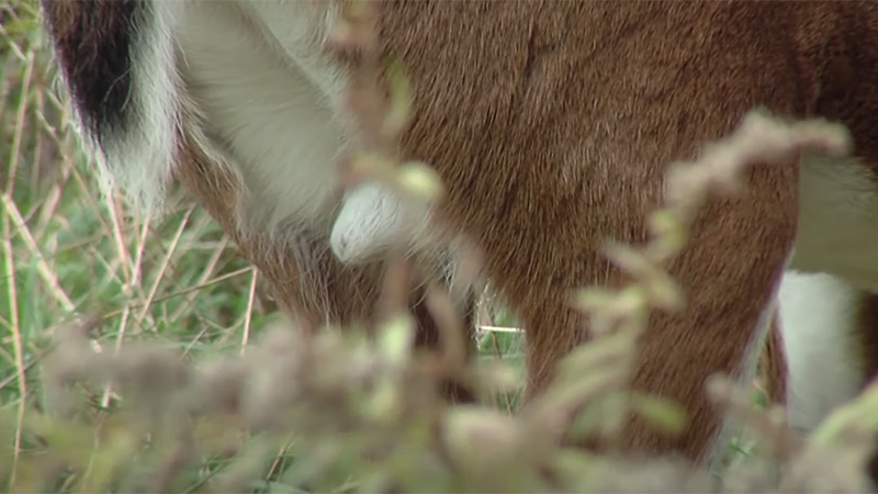 deer vasectomy program