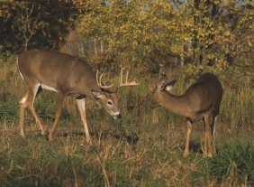 Deer Vision