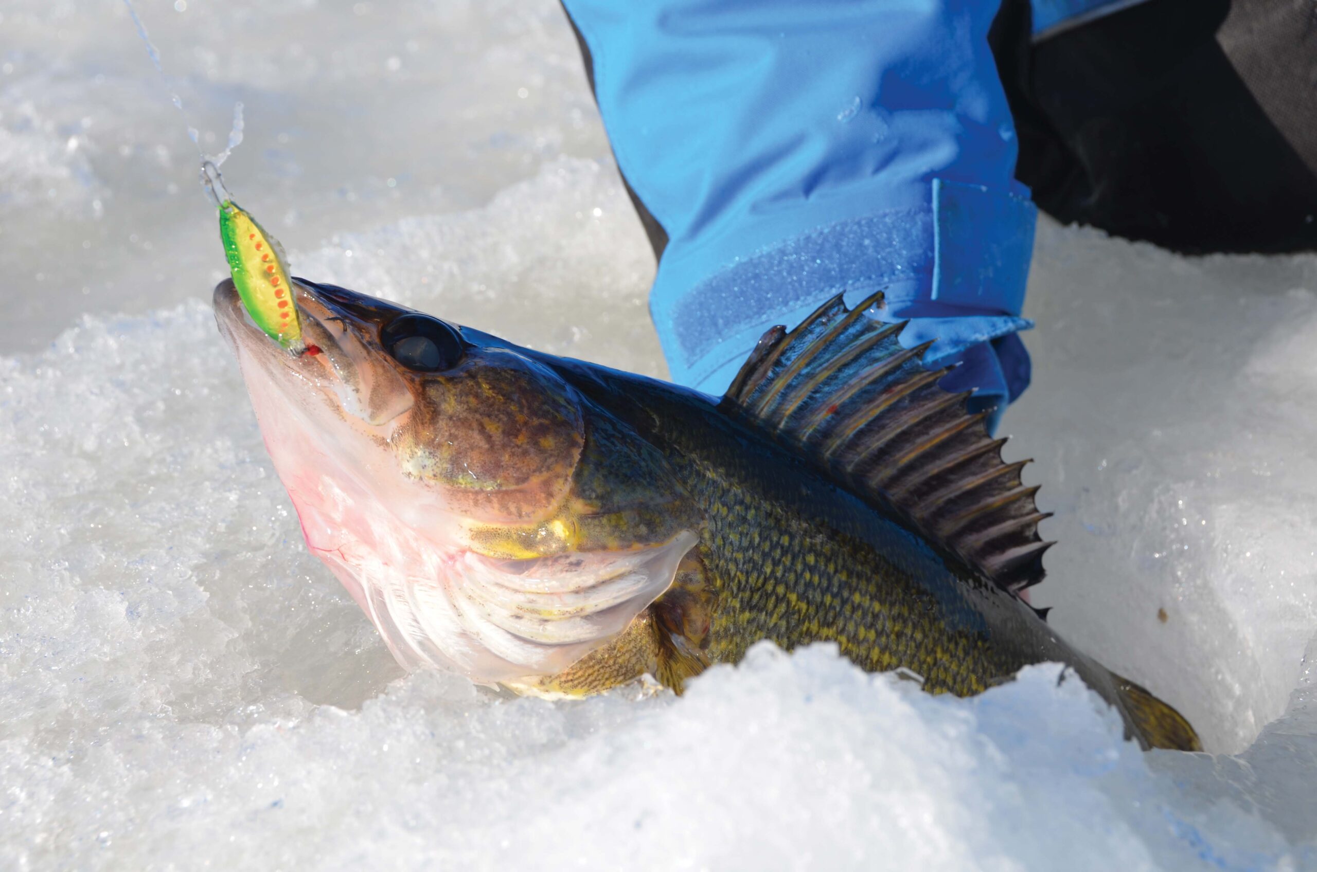 Dialing In Stained-Water Walleyes