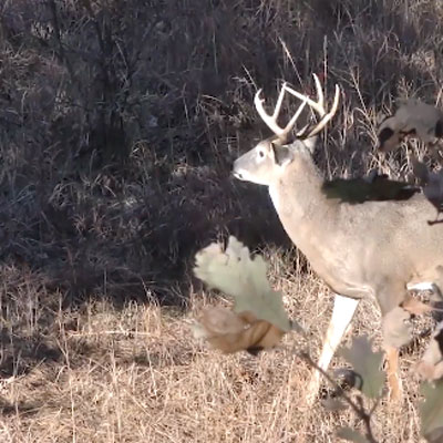 When the Rut is Rocking