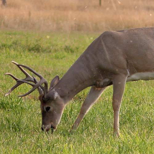 where to shoot a deer while bowhunting
