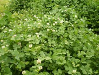 white clover