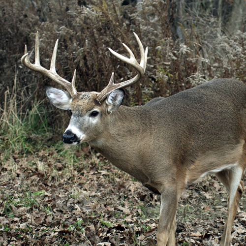 whitetail patterns