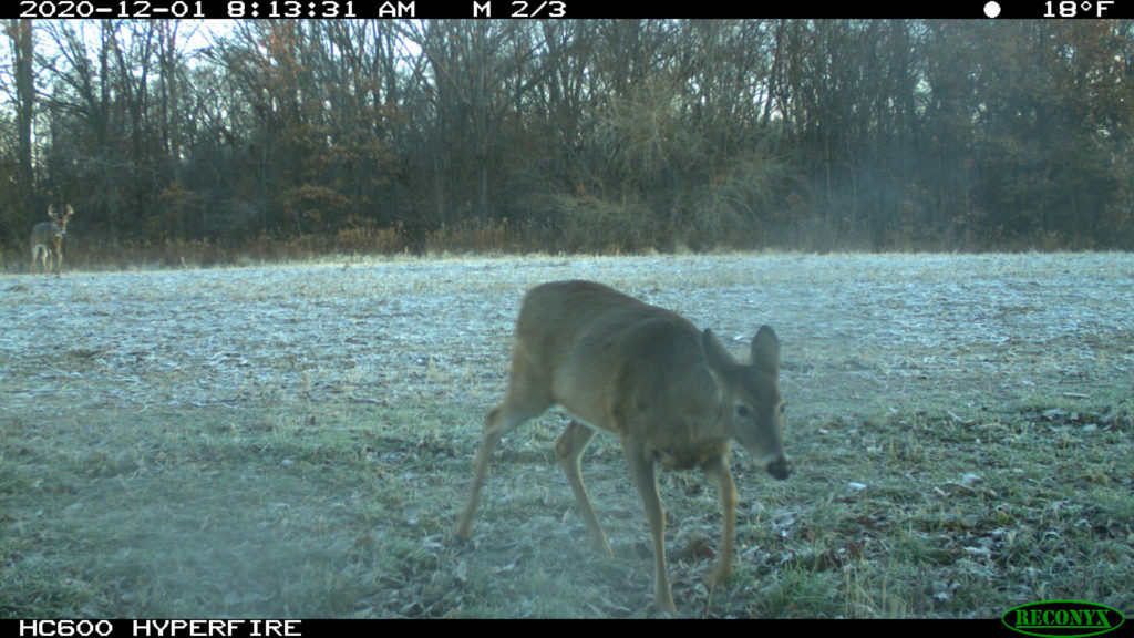 Master Whitetail Phases | Understanding Mature Bucks