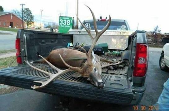 Wide Virgina Buck
