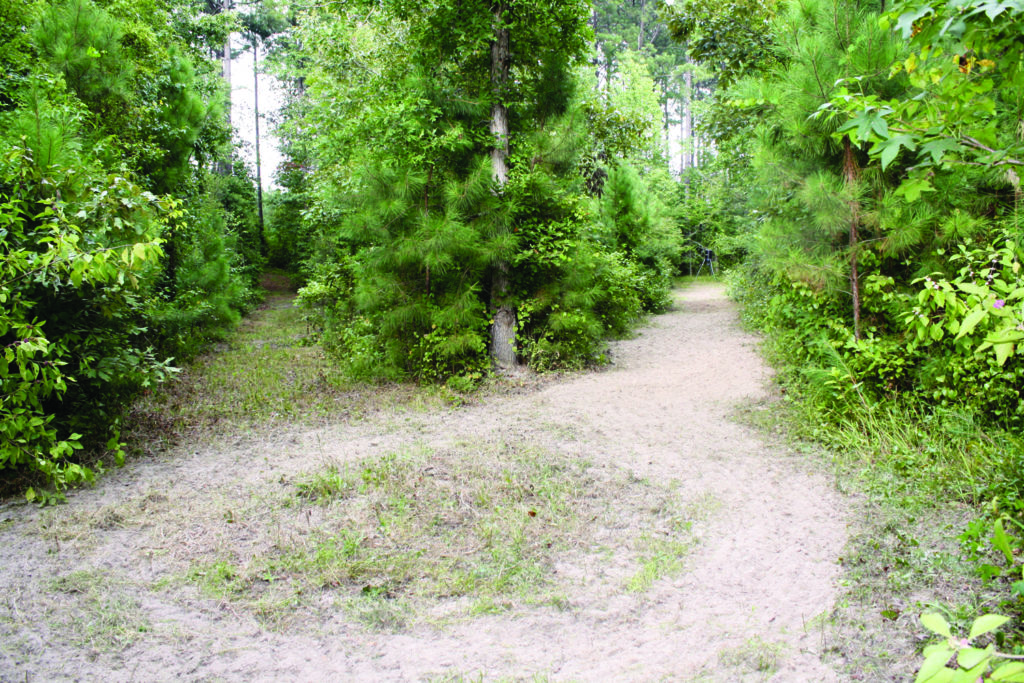 timber food plots