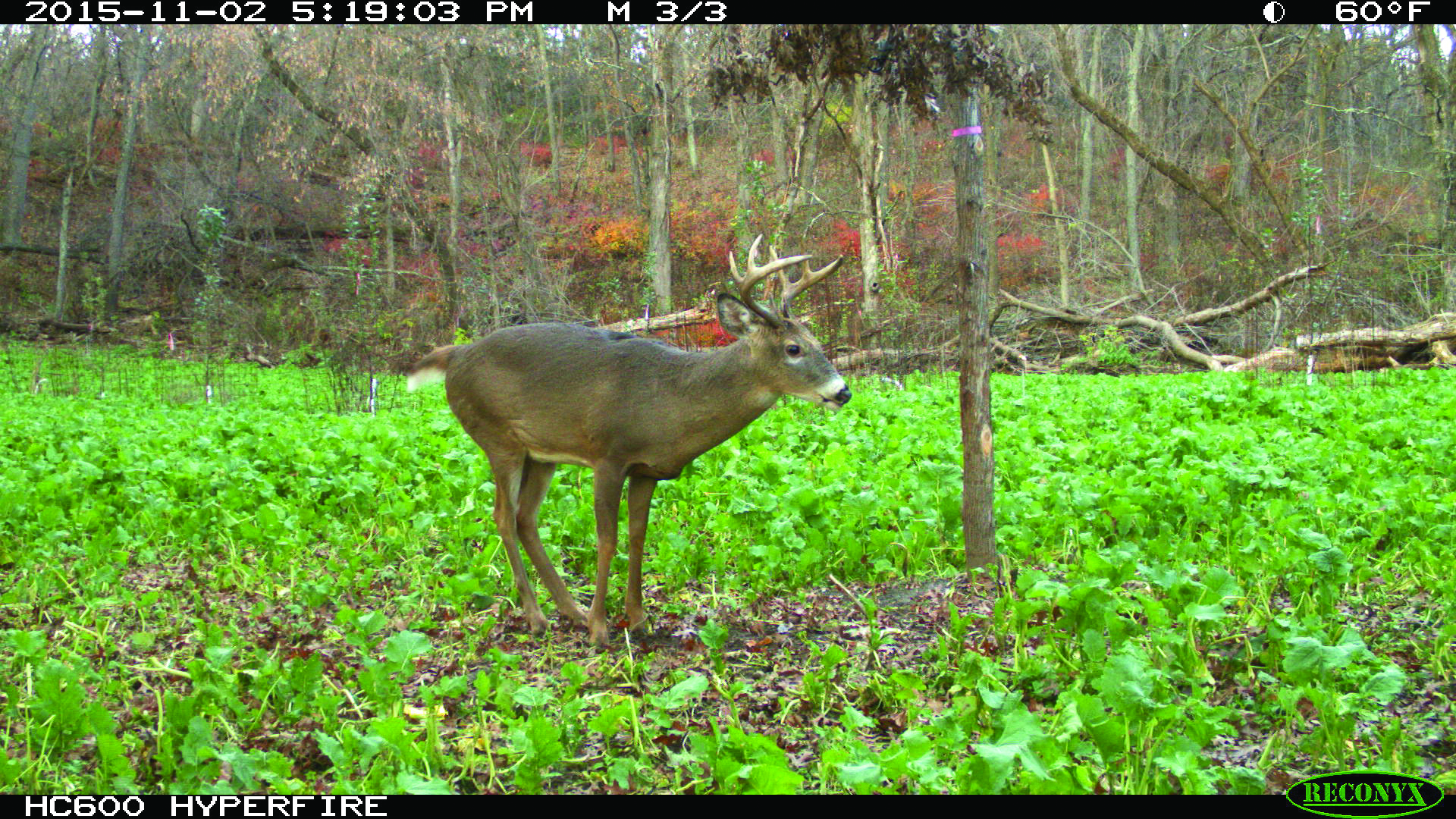 timber food plots