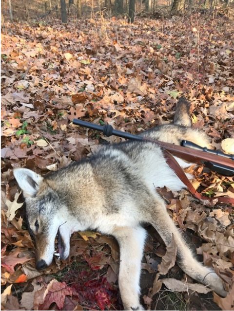Eliminating predators can increase your numbers of deer, turkeys and small game.